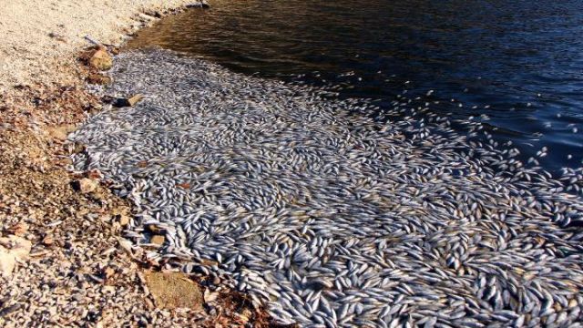 Sünnet Gölü Tabiat Parkı'nda balık ölümlerine inceleme