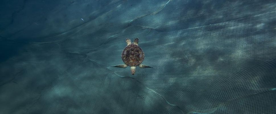 "Dünyanın en eski denizcileri" deniz kaplumbağaları