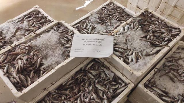 Gürpınar Su Ürünleri Hali'nde yapılan denetimde 2,5 ton istavrit balığına el konuldu
