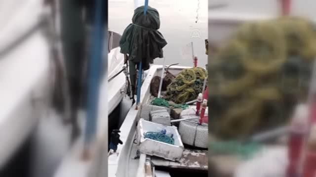Sinop'ta balıkçı teknesinde yiyecek arayan su samuru görüntülendi