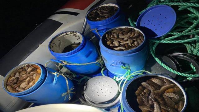 Balıkesir'de kaçak avlanan deniz patlıcanları denize bırakıldı
