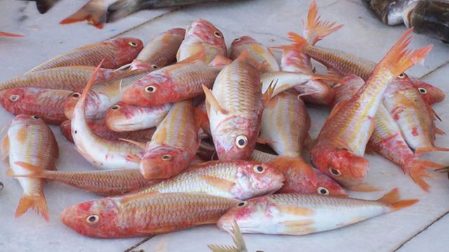 Sinop'ta az miktarda avlanan barbunya kilogramı 120 liradan satışa sunuldu