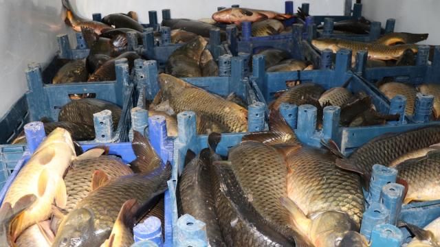 Kayseri'de kaçak avlanılan 1,5 ton balık ele geçirildi