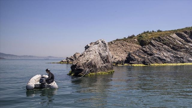 Marmara'da uzun yıllardır görülmeyen deniz canlıları yeniden ortaya çıktı
