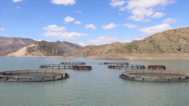 Alkumru Baraj Gölü'nde kafeslerde yılda 200 ton alabalık yetiştiriliyor