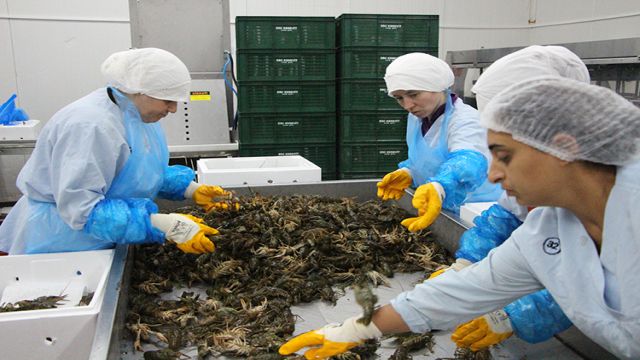 Balıkesir'de işlenen karides ve salyangozlar 37 ülkeye satılıyor