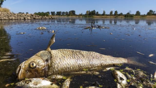Fransa'da yaklaşık 800 kilo balık gölette ölü bulundu