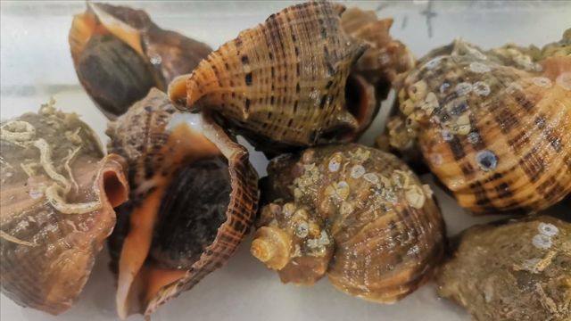 "İstilacı" deniz salyangozunun Karadeniz'deki dağılımı araştırılıyor