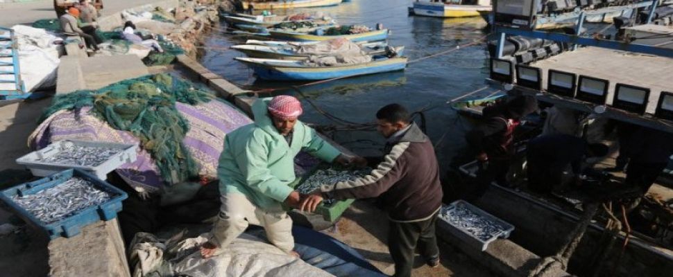 Gazze'de balıkçılar 1,5 aylık aranın ardından Batı Şeria'ya balık satışına başladı