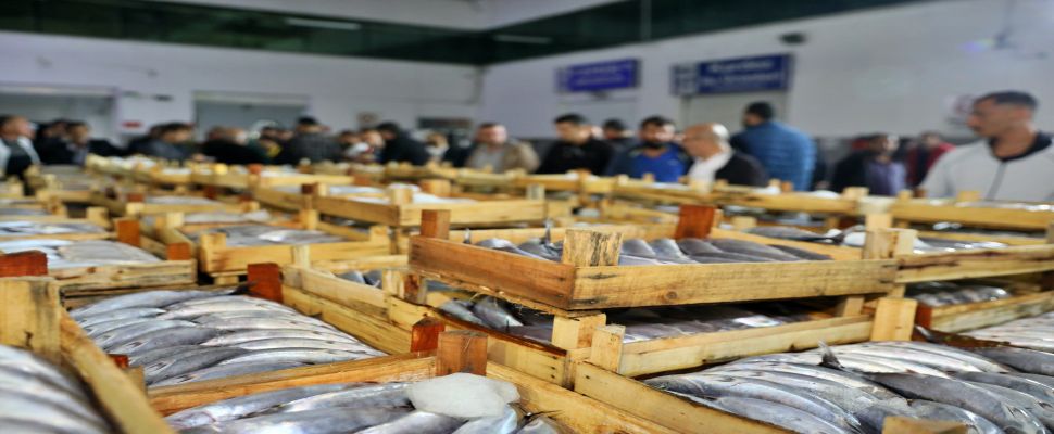 Samsun'da balık haline gelen 5 bin kasa palamut bir saatte tükendi