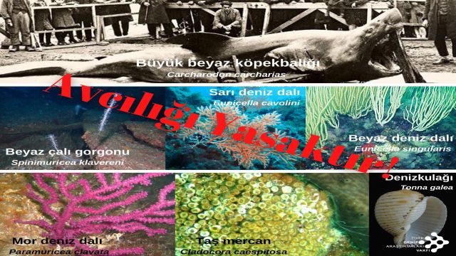 TÜDAV'ın önerileri ve çalışmalarıyla 7 denizel tür daha koruma altında