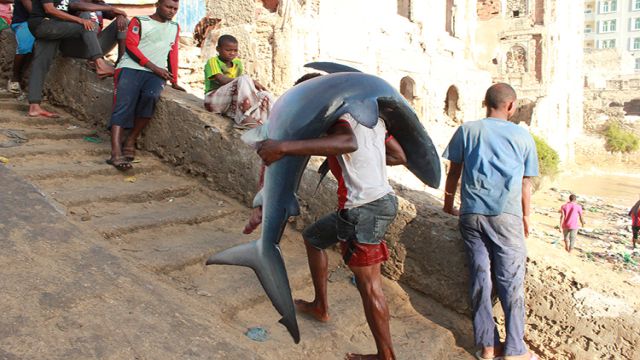 Somali'de balıkçı tekneleri her sabah köpek balıkları için açılıyor