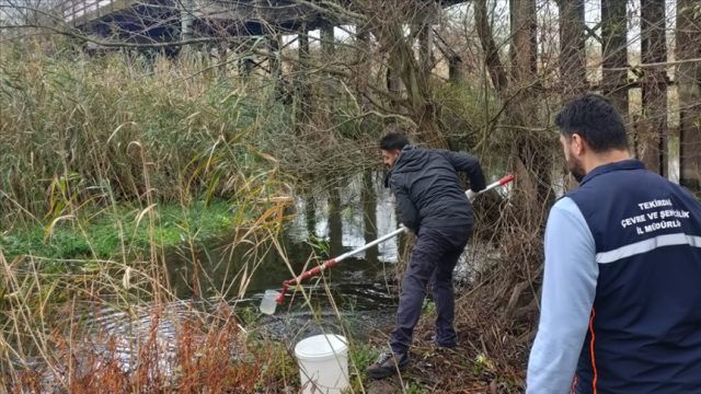 Tekirdağ'da balık ölümlerinin yaşandığı Yuvalı Deresi'nde atık suya rastlanmadı