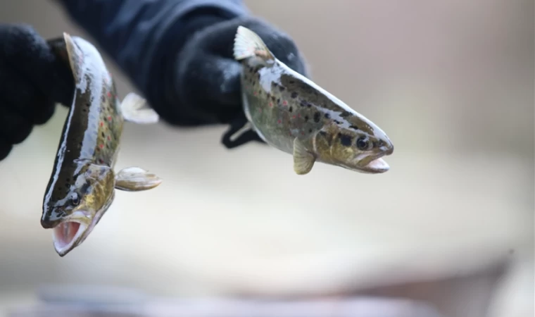 Bal karşılığı aldıkları alabalık yavrularıyla kurdukları çiftlikte talebe yetişemiyorlar