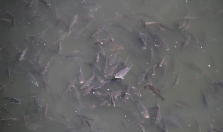 Tatlı sularda avlanan balıkların boy limitine sıkı takip getirildi