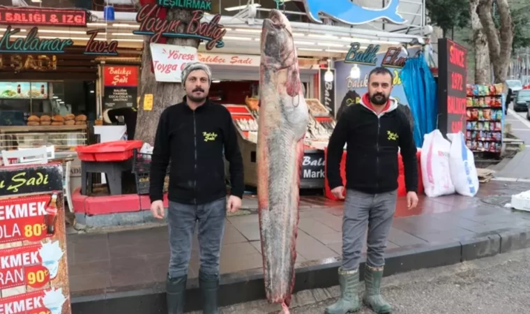 2,1 metre boyunda 70 kilogram ağırlığında yayın balığı avlandı