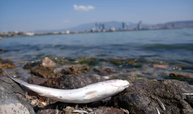 İzmir Körfezi'ndeki balık ölümleriyle ilgili inceleme başlatıldı