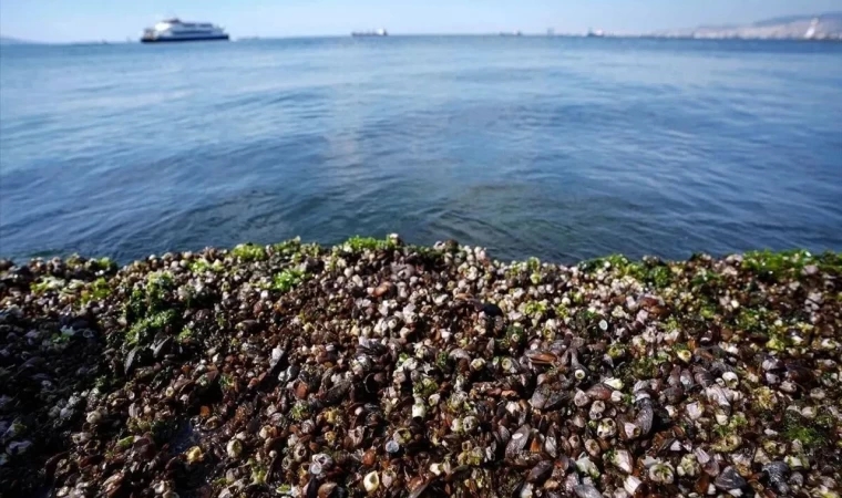 Midyelerde yüksek oranda virüs tespiti!