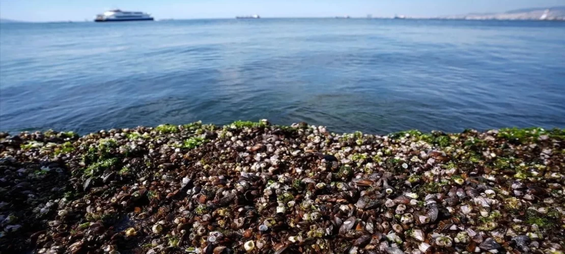 Midyelerde yüksek oranda virüs tespiti!