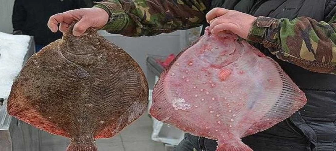 Kalkan Balığı Av Yasağı Dönemi Başladı