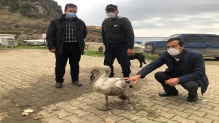 Balıkçının silahla vurduğu kuğu tedaviye alındı