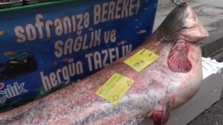 Çorum’da 108 Kiloluk Yayın Balığı