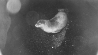 Foça'da foklar yeniden görülmeye başlandı