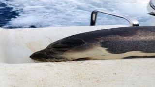 Akdeniz foku, açık denizde ölü bulundu