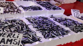 Avı azalan hamsinin fiyatı arttı