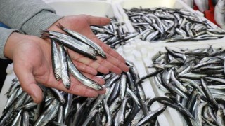 Balıkçılar hamsinin irileşmesi için kar yağışını bekliyor