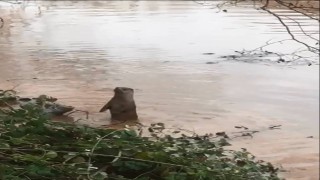 Bartın'da, ırmakta su samuru görüntülendi
