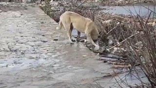 Büyük Menderes Nehri’nde kirlilik oranı 4'üncü seviyeye ulaştı