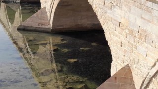 Debisi düşen Kızılırmak'ta binlerce balık, köprü altındaki gölette toplandı