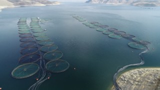 Elazığ'dan 98 milyon liralık alabalık ihracatı