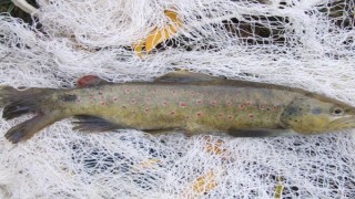 'Kaçak avcılık, kırmızı benekli alabalığın neslini tüketebilir'