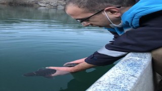 Kaçak gerilen ağa takılan alabalığı, mühendisler kurtardı