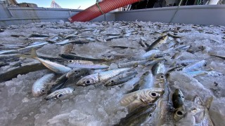 Karadeniz'de hamsi avına 'kota' önerisi