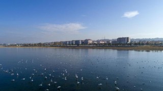 Kısıtlamayla Beyşehir Gölü'ndeki kuş sayısı arttı