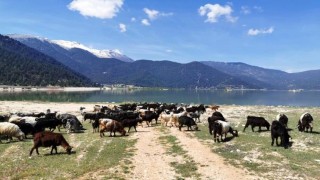 Kuruyan Avlan Gölü, koyun ve keçi sürülerine kaldı