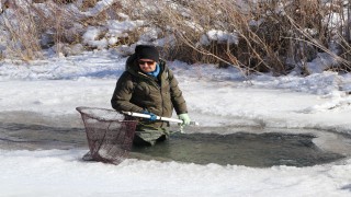 Nesli tükenme tehlikesi olan kırmızı benekli alabalıkta kaçak avcılık uyarısı 