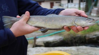 Nesli tükenme tehlikesi taşıyan kırmızı benekli alabalık üretimine destek