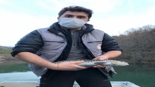 Siyah benekli alabalığın neslini sürdürebilmesi için seferberlik