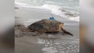 Tedavisi biten deniz kaplumbağasına uydu alıcı takıldı