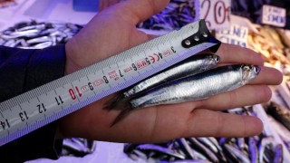 Uzmanlardan, 'hamsi nesli tükenebilir' uyarısı