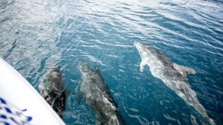 'Yunuslar kontrollü avlansın' önerisine tepkiler büyüyor