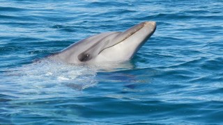 Yunusların kontrollü avlanması önerisine Kuşadası’ndan tepki