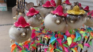 Zehirli balon balığı süs eşyası olarak satılıyor