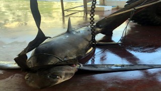 Antalya'da 6 metrelik köpek balığı yakalandı  