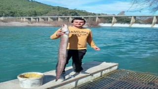 Antalya'da rekor yılan balığı