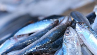 Av yasağının kaldırılmasıyla Marmara hamsisi tezgahlardaki yerini aldı